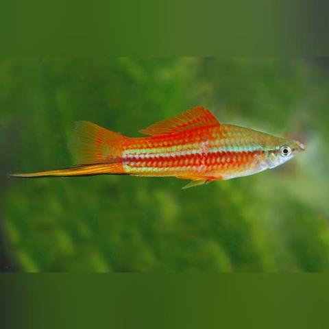 pineapple swordtail